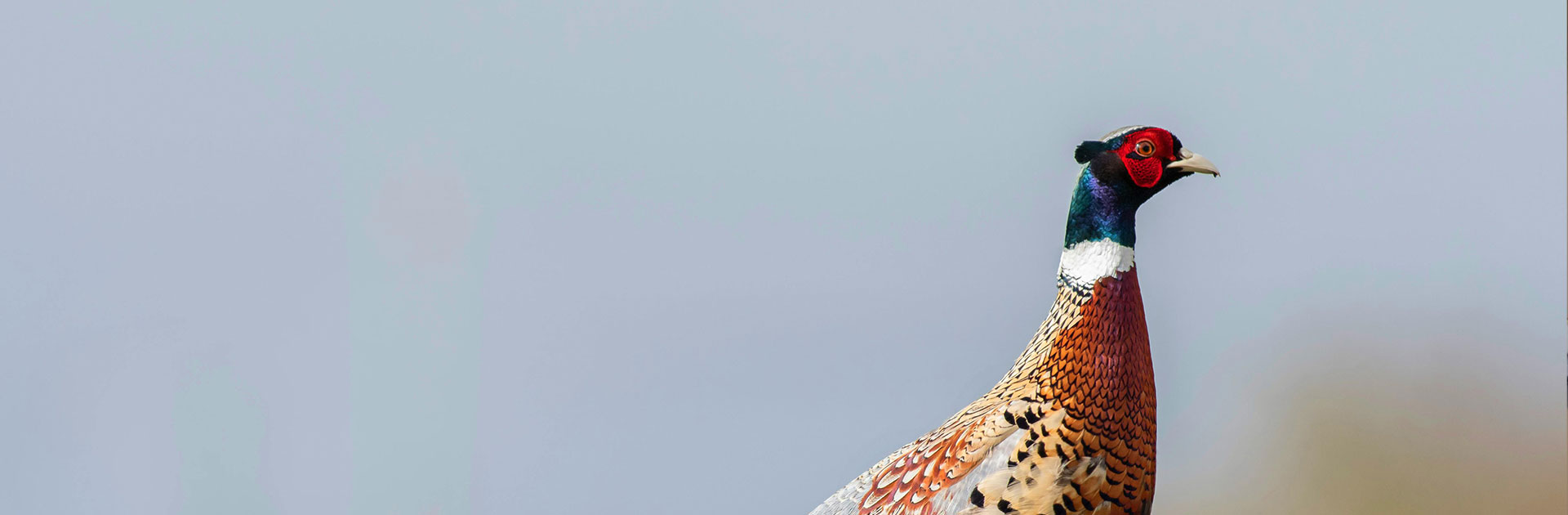pheasant